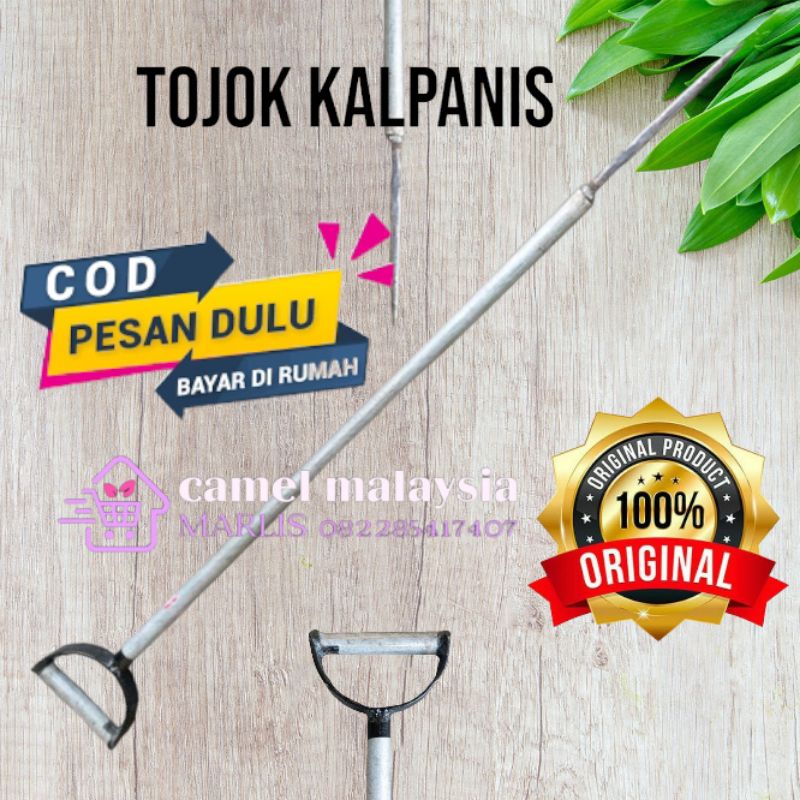 tojok buah sawit kalvanis