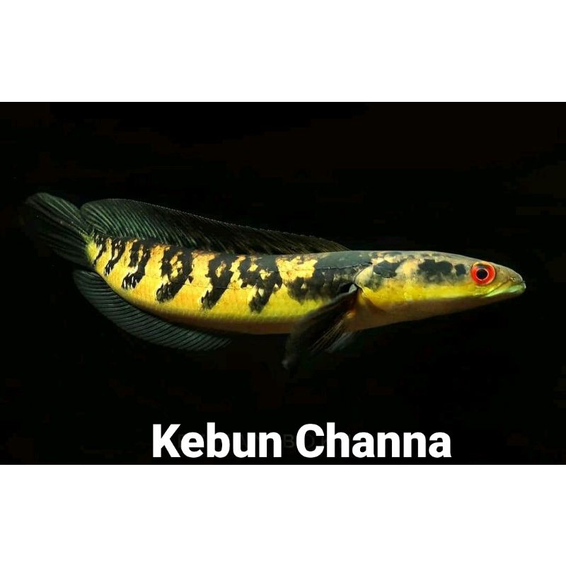 C.O.D partai per 10 ekor maru ys/pulchra/ws sortiran terbaik(garansi100%)