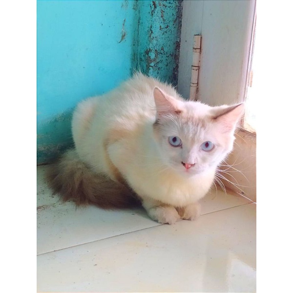 kucing anggora, silangan himalaya