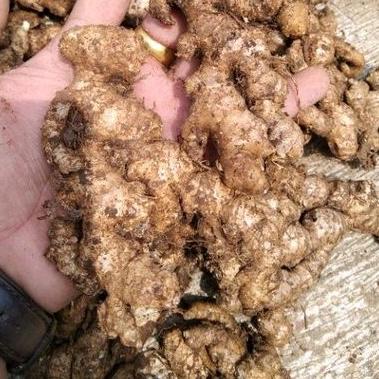 

Paling Dicari.. JAHE EMPRIT segar super asli 65