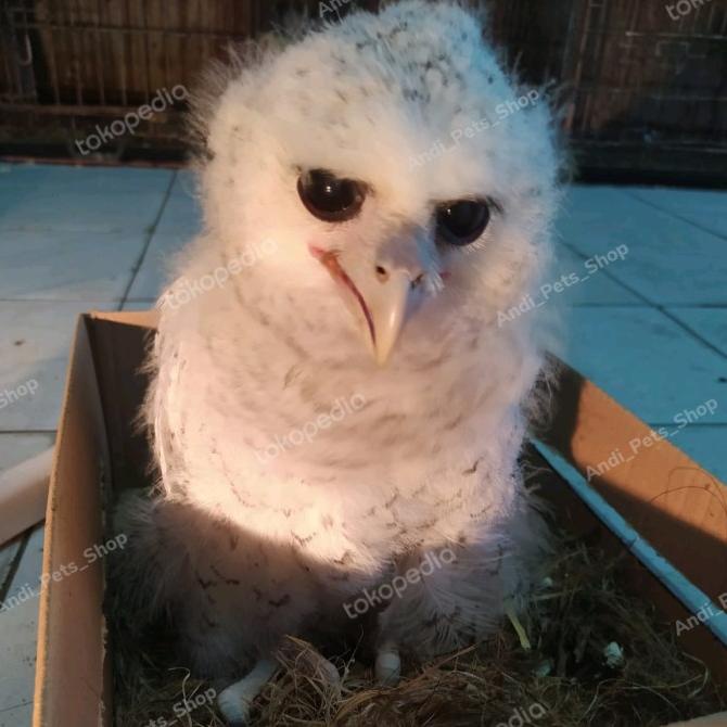 Burung Hantu Bubo Sumateranus Anakan | Mainan Hewan