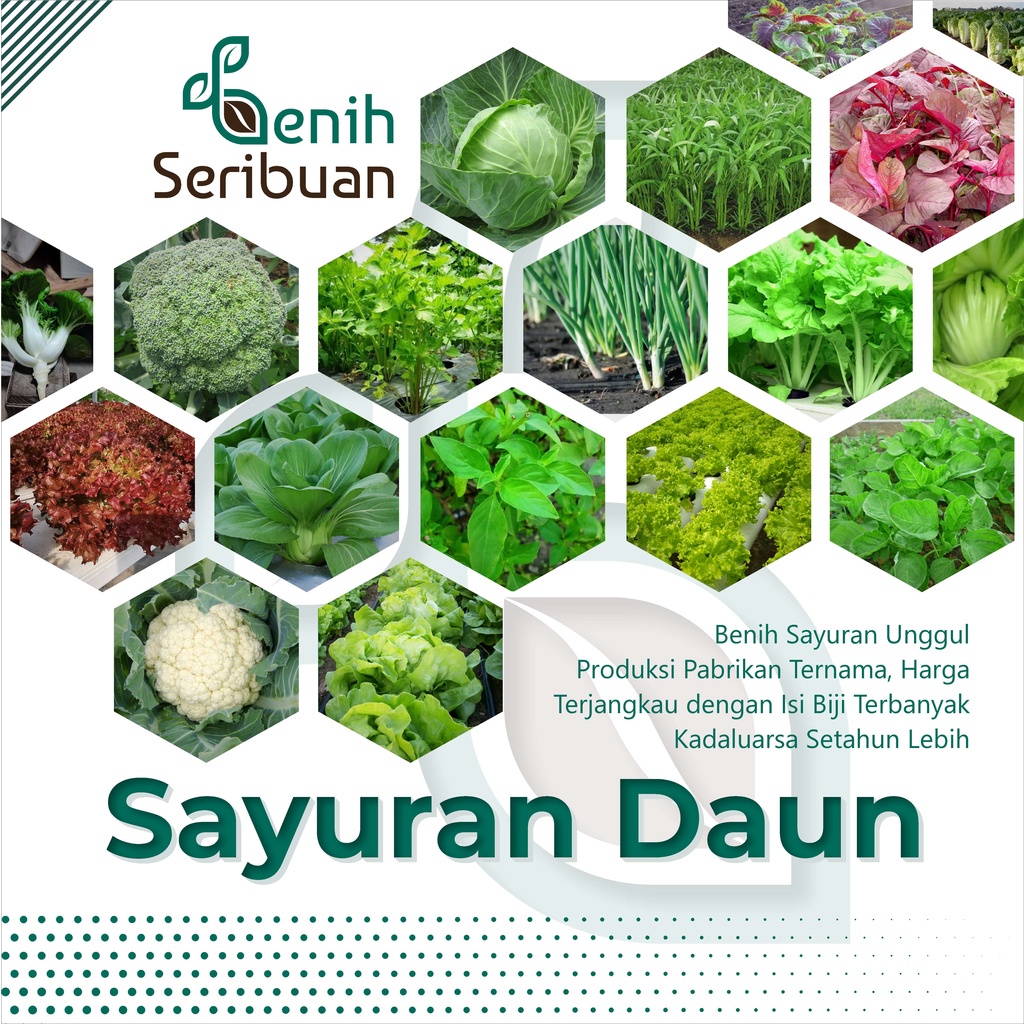BENIH SERIBUAN - Aneka Bibit Sayuran Daun Sayur Hidroponik Varian Unggulan