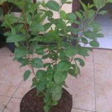pohon bidara arab asli tanaman bidara arab