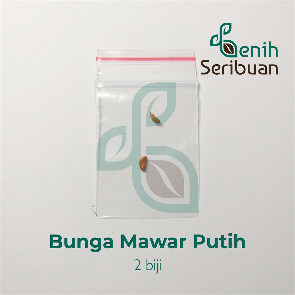 Benih Seribuan - 2 Bibit Bunga Mawar Putih Unggul