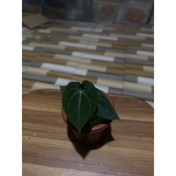 Anthurium king of spades