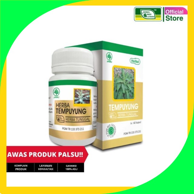 Kapsul Ekstrak Tempuyung HIU (Obat Herbal Penghancur Batu Empedu)