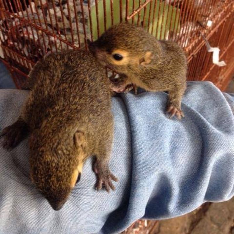 baby bajing kelapa atau BK jinak total
