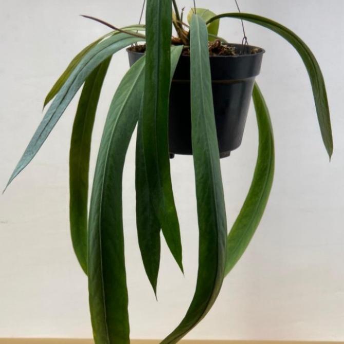 Tanaman hias Anthurium Dasi - Anthurium Vittarifolium - tanaman hias