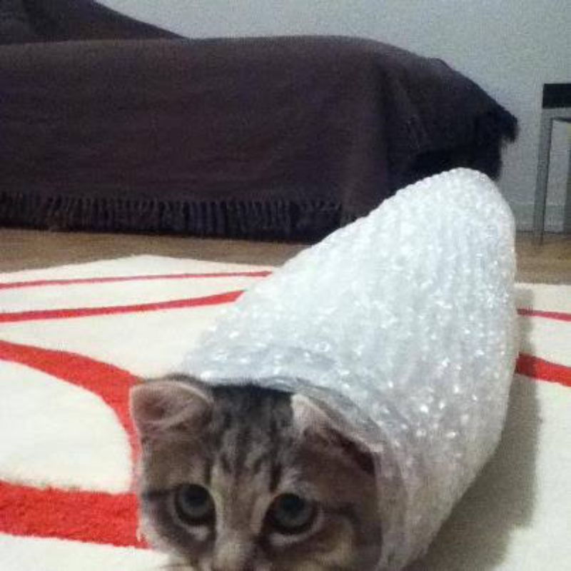 

Bubble Wrap Tambahan Untuk Packaging