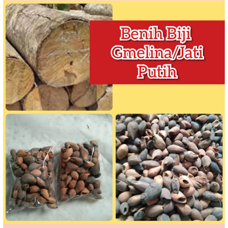 Benih Gmelina/Jati Putih 50g, isi 80-100 biji