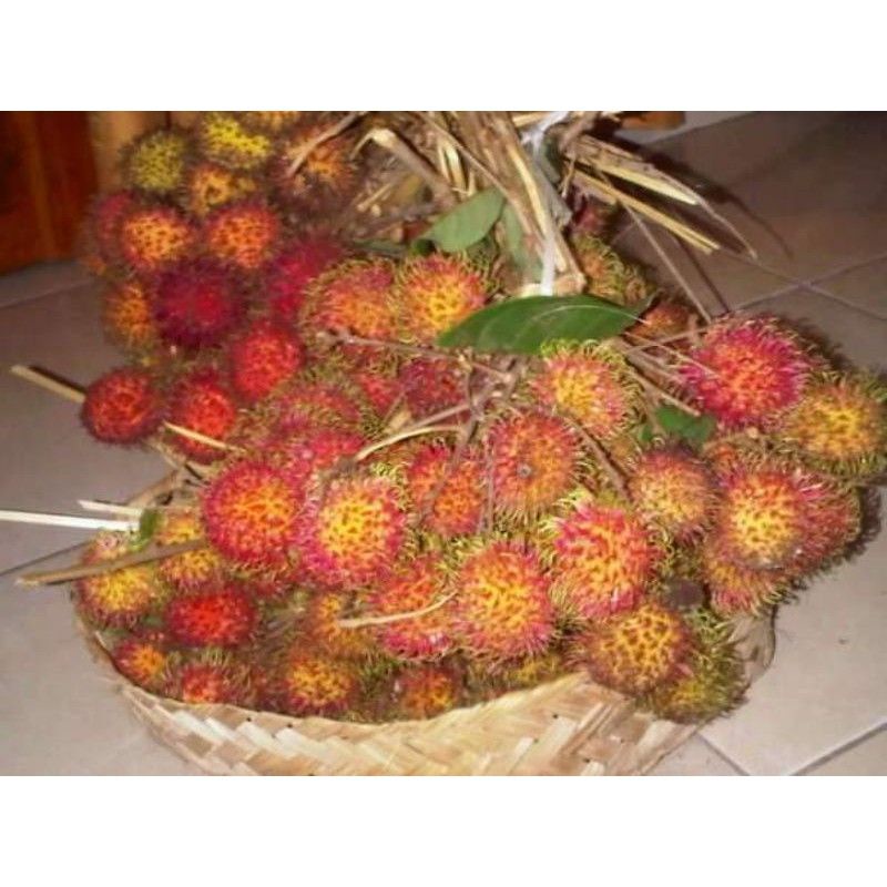 

Buah Rambutan / Ace Segar Fress Dari Kebun Di Desa Kami . :)
