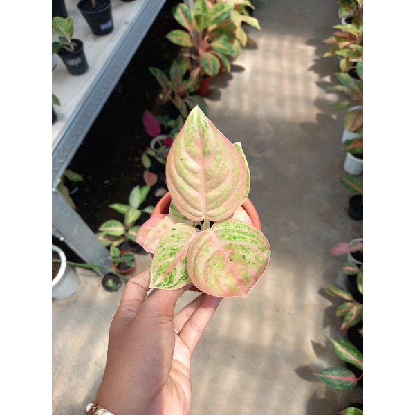 aglonema Denpasar moon / denpasarmoon ekonomis