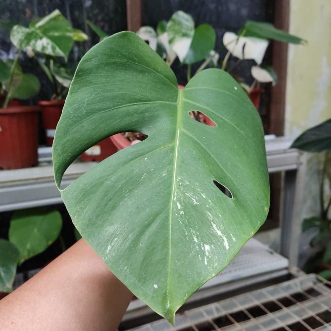 monstera varigata - monstera varigata - monvar ekonomis (Real Pic)