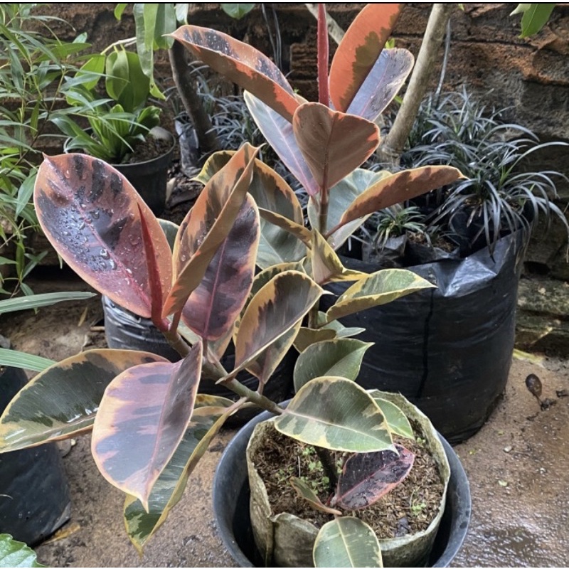 tanaman hias karet kebo ruby three colour // karet kebo ruby // tanaman indoor outdoor