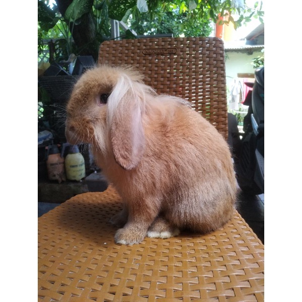 Kelinci Holland Lop Dewasa