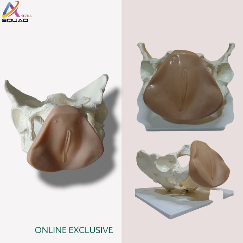 PHANTOM/MANEKIN/MANIKIN KERANGKA KELAMIN WANITA
