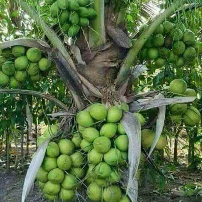 Bibit Kelapa HIBRIDA Pohon Pendek Sudah Berbuah Lebat