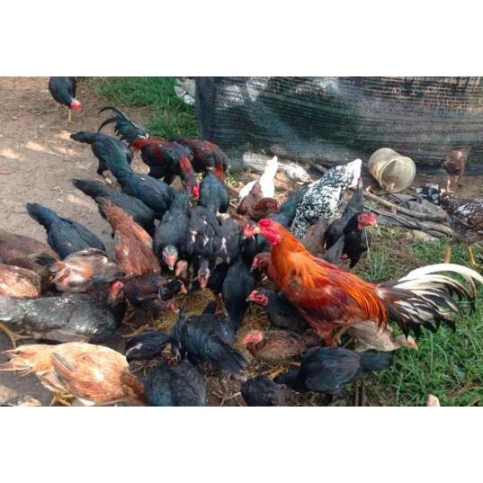 Ayam Kampung Super Jantan dan Betina Hidup Berat 1-2 Kg - Ayam Sehat