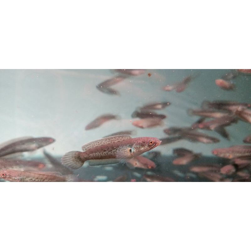 promo stewartii CB full dot 5-6cm Grade A free packing+stiker