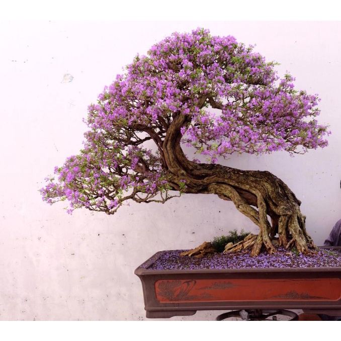 Biji Bibit Benih Tanaman Bunga Jacaranda Ungu Mimosifolia Tree 20 Biji