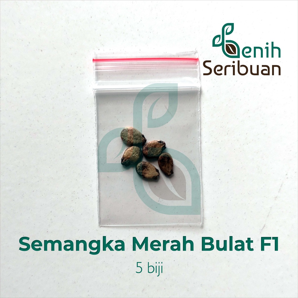 Benih Seribuan - 5 Bibit Buah Semangka Merah Jumbo F1 Hibrida