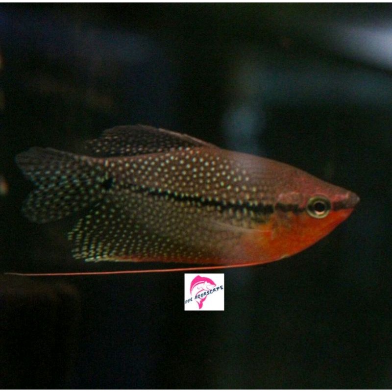 ikan hias sepat mutiara