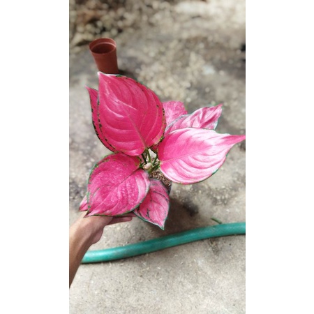 Aglaonema RedQueen BlckMaroon GreenLipstik