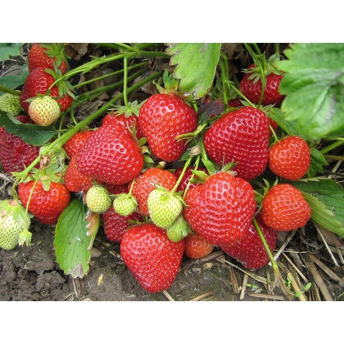 Berkuwalitas Benih Strawberry Giant Biji Strawberry Benih Buah Buahan