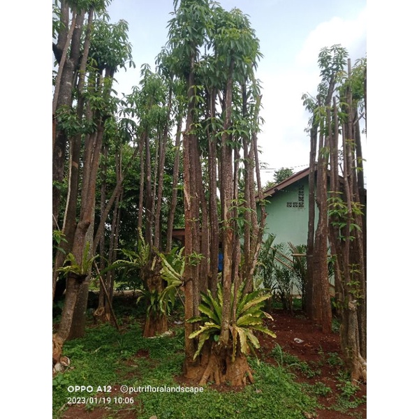 pohon pule - tanaman pelindung - pohon pule grouping