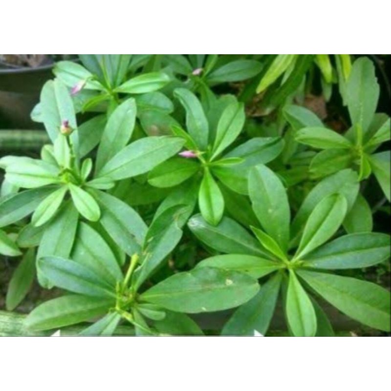 

daun gingseng herbal