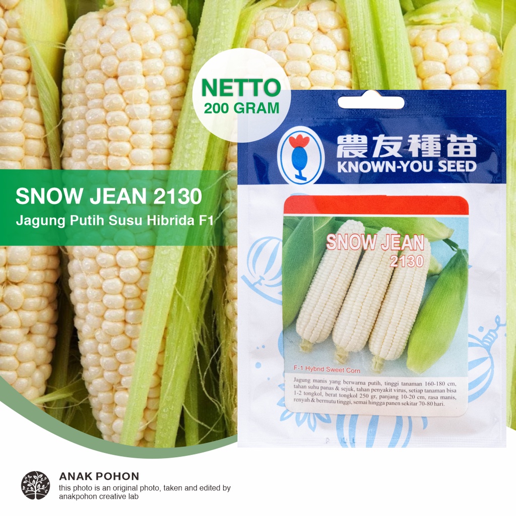 (1 PACK - 200 GRAM) Benih Jagung Manis Putih Susu SNOW JEAN 2130 Seeds - Known You Seed KYS