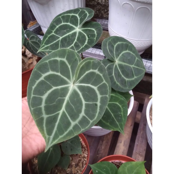 anthurium clarinervium pagoda/ tarantula pagoda