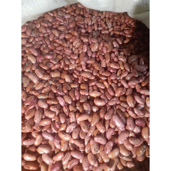 

kacang merah kacang jogo premium fresh 250grm grosir murah