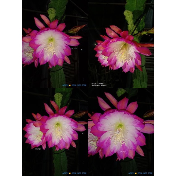 Tanaman Hias Wijaya Kusuma Hibrid ID INSTANT KARMA