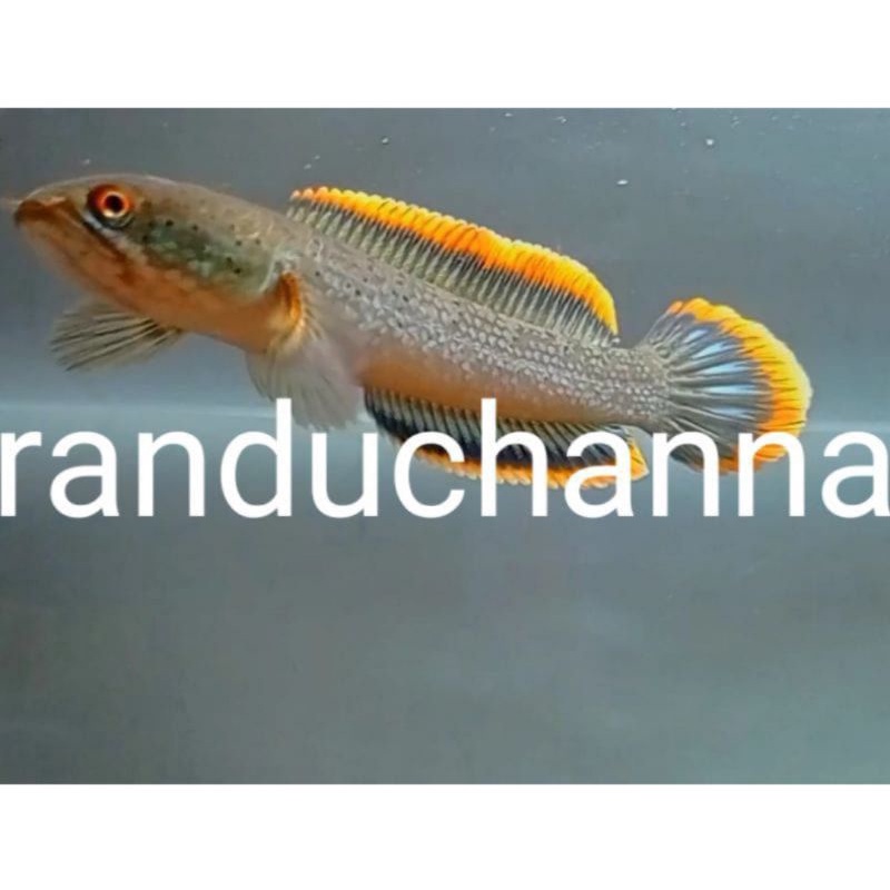 

Stiker Limbata