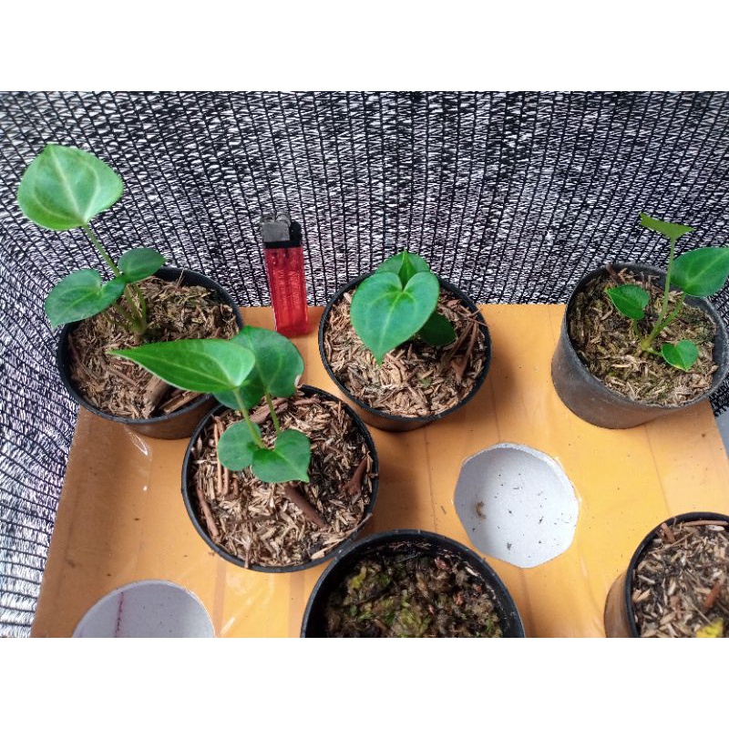 Anthurium Clarinervium Queen Tarantula