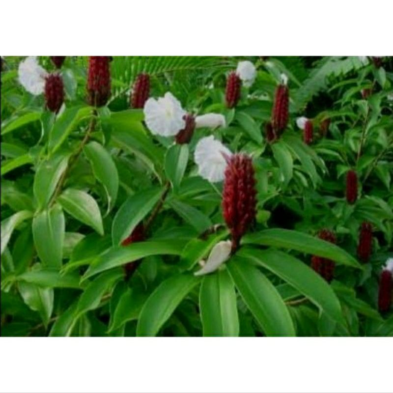 Daun Pacing Segar 500 gram / Daun Tanaman Pacing