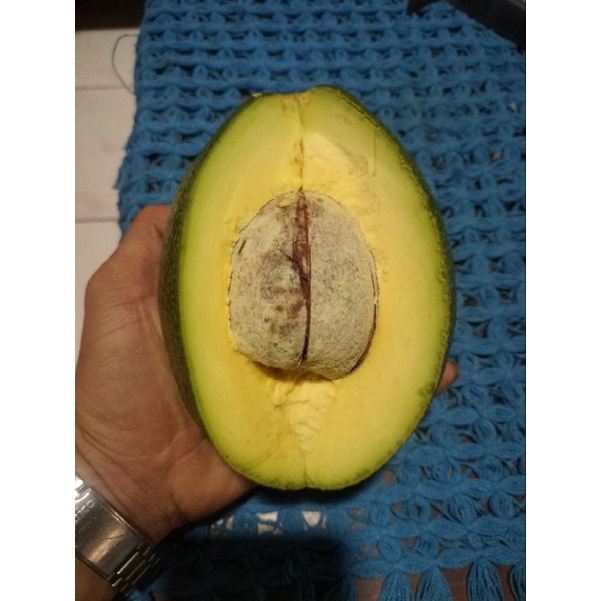 

alpukatlerengmurya