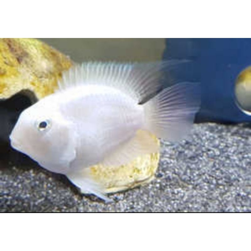 aquascape perot platinum polar