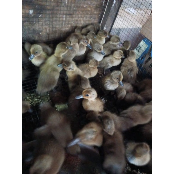 DOD Bebek Betina Super - Bebek Petelur Super - Bebek Mojosari Super Beli 20 Gratis 1