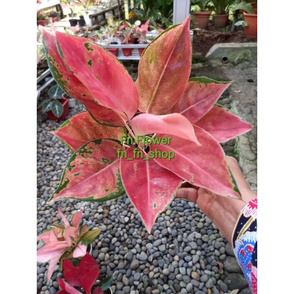 Ag. Kochin Red Mela menor