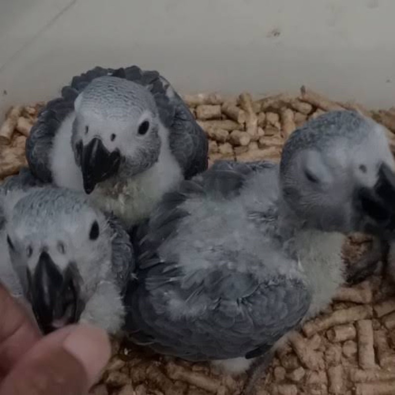 African Grey Baby