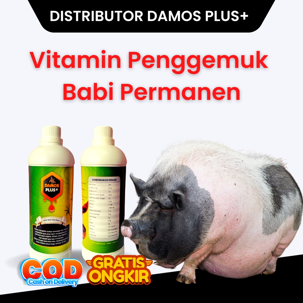 DIstributor Damos Plus+ Konsentrat Babi Molase Tetes Tebu Murni 100% - Vitamin Jamu Babi Biar Cepat 