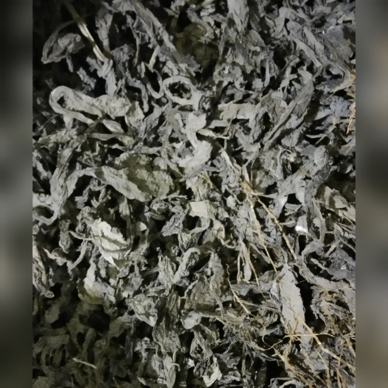 

daun tempuyung, daun kering tempuyung