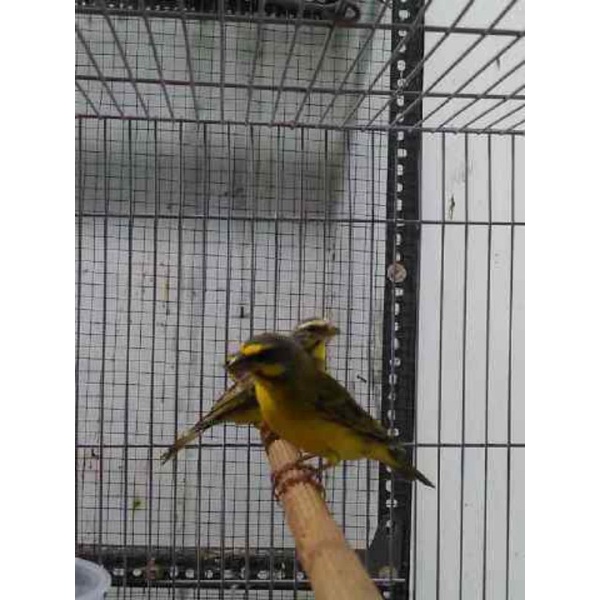 mozambik sepasang siap tangkar