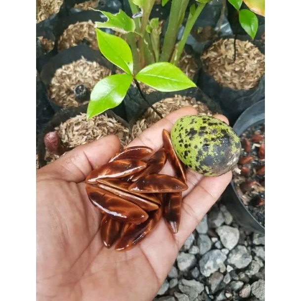 Bibit Tanaman kayu hitam eboni