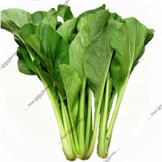 

Sayur Segar Sawi Ikat Besar
