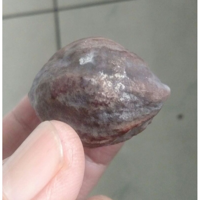 Kemiri Adu Muncang Adu Jalim Misteri JR Bentuk Tinggi Bulat