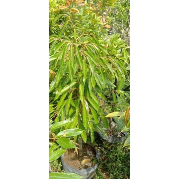 bibit durian Montong batang besar siap berbuah