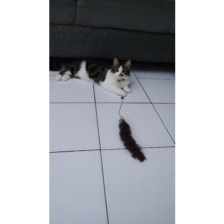 kitten Persia mix maincoone